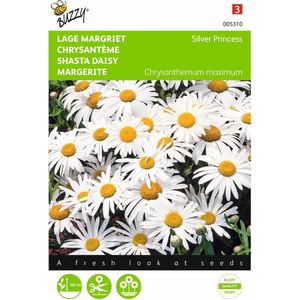 2 stuks Chrysanthemum, Lage Margriet Silver Princess