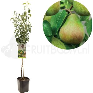 Pyrus communis Clapp's Favourite | handpeer | laagstam