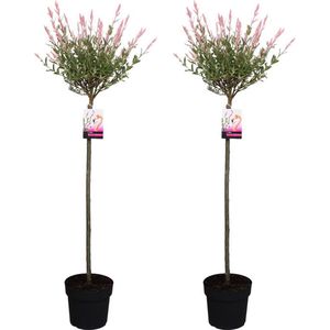 Plant in a Box - Salix integra Flamingo - Set van 2 - Tuinplant - Bonte wilg - Winterhard - Pot 19cm - Hoogte 90-110cm