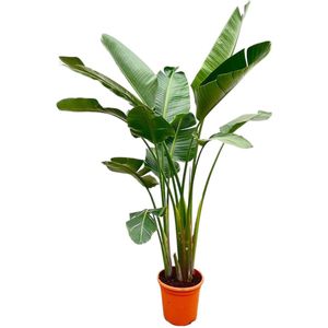 Everspring - Strelitzia Augusta Multi Stam - 250 cm - ⌀38 - Paradijsvogelplant - Grote Kamerplanten - Makkelijk te Verzorgen