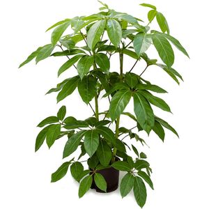 Schefflera amate L hydrocultuur plant