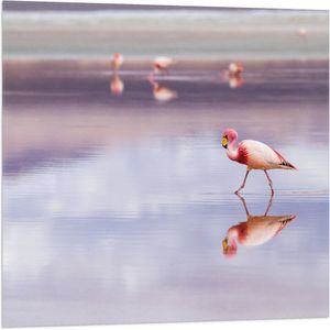 WallClassics - Vlag - Flamingo in het Water - 80x80 cm Foto op Polyester Vlag