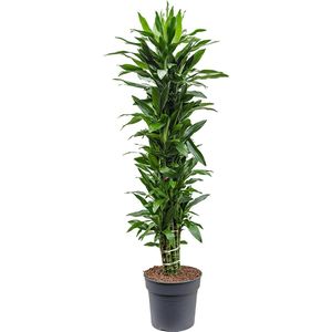 Dracaena janet lind Vertakt 180 cm