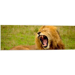 WallClassics - PVC Schuimplaat- Liggende Leeuw met open Mond - 90x30 cm Foto op PVC Schuimplaat