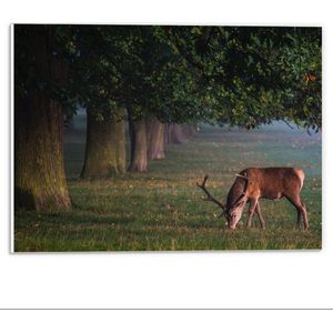 Forex - Grazend Hert bij Bomen - 40x30cm Foto op Forex