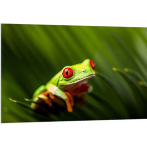 PVC Schuimplaat- Groene Kikker met Rode ogen in het Gras - 120x80 cm Foto op PVC Schuimplaat