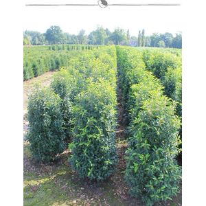 Portugese Laurier Prunus Angustifolia 100-120 cm, 7x Haagplant