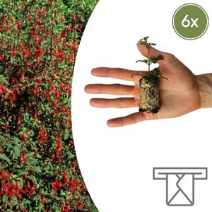 “Kweek je eigen Fuchsi/Bellenplant, direct bij jou thuisbezorgd, gewoon via de Brievenbus!”, 6 Pluggen, Hoogte 40mm