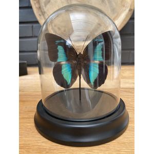 Stolp met opgezette Prepona Demophon vlinder - Taxidermie - Entomologie