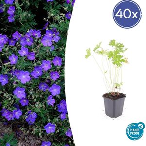 40 Stuks Geranium Ooievaarsbek Johnson s Blue, Tuinplanten met Prachtige Blauwe Bloemen,Winterharde planten, Populaire Tuinplanten - 10-25cm - Ø9cm