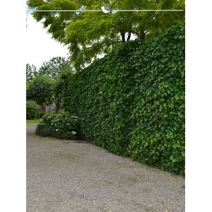 Ierse Klimop Hedera hibernica 175-200 cm in Pot in Pot, 10x Haagplant