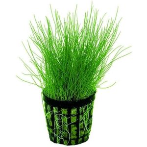 Aquaflora Eleocharis Acicularis | Naaldgras | In Terracotta Pot