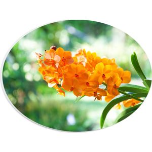 PVC Schuimplaat Ovaal - Boeket van Oranje Orchideeën Bloemen Hangend aan Stengel - 28x21 cm Foto op Ovaal (Met Ophangsysteem)