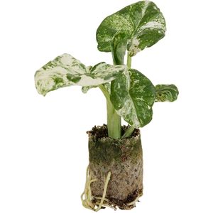Alocasia Macrorrhiza Splash - Hoogte 5cm - Pot 5cm
