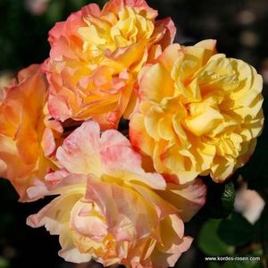 1x Rosa 'Moonlight'®  - KORDES - Kordes klimroos - Plant-o-fix C2
