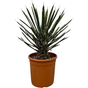Trendyplants - Yucca Filifera 'Australis' - Tuinplant - Hoogte 60-80 cm - Potmaat Ø28cm