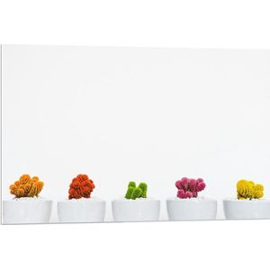 Forex - Kleurrijke Plantjes in Witte Potten - 90x60cm Foto op Forex