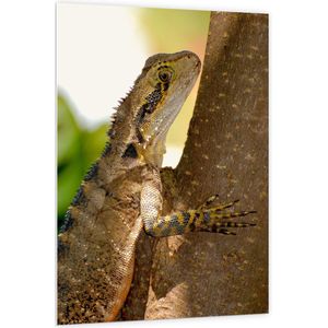 WallClassics - PVC Schuimplaat - Reptiel in een Boom - 100x150 cm Foto op PVC Schuimplaat (Met Ophangsysteem)