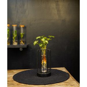 Turijn | lichtplantje | Hydroponie |Round |Syngonium Pixie