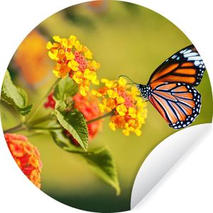 WallCircle - Behangcirkel - Vlinders - Bloemen - Natuur - Oranje - Zelfklevend behang - Woonkamer - 100x100 cm - Behangsticker - Behang zelfklevend - Wanddecoratie rond