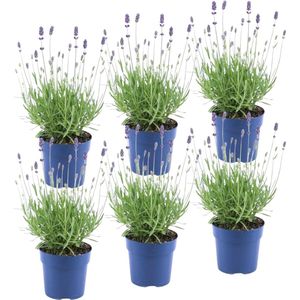 YouFlowers - Set van 6 Lavendel | Lavandula angustifolia | Ø12 cm - Hoogte: 25 cm | Lavendelplant - Bloeiende buitenplanten | Winterhard