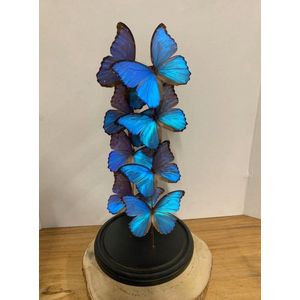 Vtw Living - Vlinder in Glazen Stolp - Vlinders - Blauw - 60 cm hoog