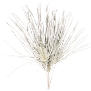 White Misty gedroogd Palmblad | Lengte ± 65 cm | Per 5 takken te bestellen