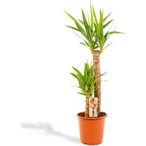 XL Yucca - Palmlelie -100 cm hoog, ø21cm - Grote Kamerplant - Tropische palm - Luchtzuiverend - Vers van de kwekerij