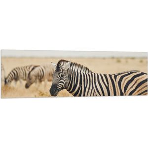 Vlag - Groep zebras in de savanne - 150x50 cm Foto op Polyester Vlag