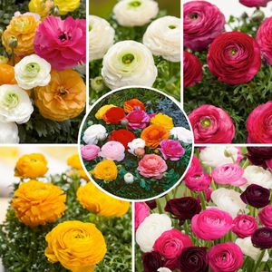 Plant in a Box - Ranunculus - Mix van 80 - Ranunculus bloembollen - Zomerbloeiers - Knollen