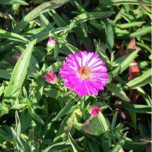 6x Aster (D) 'Anneke' - Herfstaster - Pot 9x9 cm