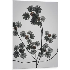 PVC Schuimplaat - Takken - Bloemen - Bladeren - 80x120 cm Foto op PVC Schuimplaat (Met Ophangsysteem)