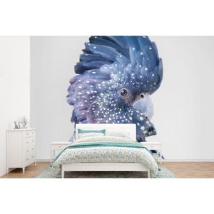 Kaketoe - Blauw - Dieren - Natuur - Behangpapier