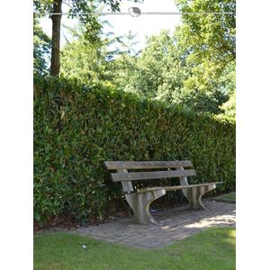 Laurier Prunus Herbergii 100-120 cm, 18x Haagplant