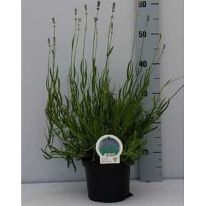 2 x Lavandula ang. 'Dwarf Blue' - Lavendel In pot 2 liter