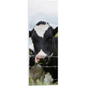 WallClassics - PVC Schuimplaat - Zwart met Witte Koeien in de Wei achter Prikkeldraad - 20x60 cm Foto op PVC Schuimplaat (Met Ophangsysteem)