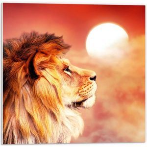 Forex - Zijaanzicht van leeuw voor Ondergaande Zon - 50x50cm Foto op Forex