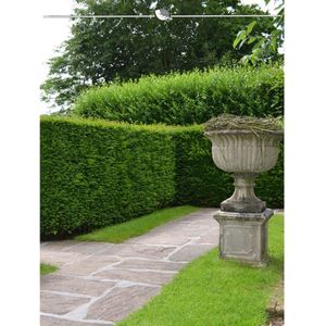 Venijnboom Taxus baccata 120-140 cm, 40x Haagplant