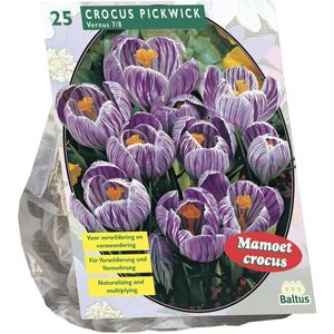 Crocus Grootbloemig, Gestreept per 25| Bloembollen | Flower bulbs | Najaarsbloeier |Bulb les fleurs