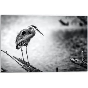 Forex - Vogel op Houten uitstekende Tak Zwart - Wit - 60x40cm Foto op Forex