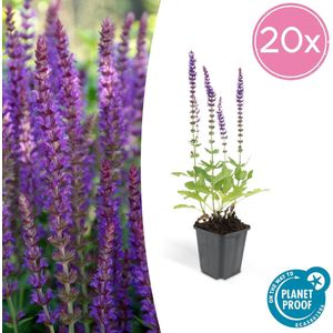 Trendyplants - Salvia Nemorosa 'Ostfriesland' - 20 stuks - Salie - Winterhard - Hoogte 10-25cm - Potmaat Ø9cm