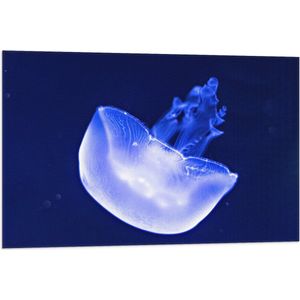 Vlag - Neon Blauwe Kwal in Donkerblauwe Oceaan - 90x60 cm Foto op Polyester Vlag