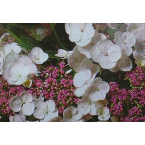 2 x Hydrangea macr. 'Mariesii Grand.' ( 'wh. wave') - Lacecap Hortensia, Teller Hortensia, Witte Teller 25- 30 cm in pot