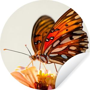 WallCircle - Behangcirkel - Vlinder - Insect - Bloemen - Natuur - Muurdecoratie - 80x80 cm - Zelfklevend behang - Cirkel behang - Behang zelfklevend - Rond behang
