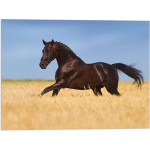 Vlag - Bruin Paard Gallopernd door het Hoge Gras - 40x30 cm Foto op Polyester Vlag