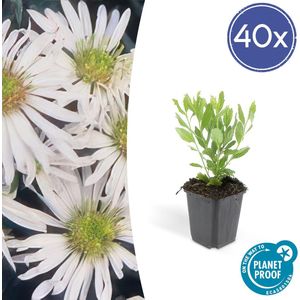 Tuinplantenshop.com | Aster ageratoides 'Ashvi' | 40 stuks - Ø9cm - 10-25cm hoog - Tuinplant