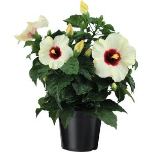 Plant in a Box - Hibiscus White - Hibiscus rosa-sinensis - Hoogte 40-50 cm - ø 17 cm - Indoor-Outdoor bloemen - Roze