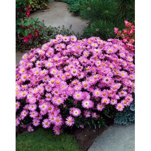 Plants Online - Tuinplanten - Vaste planten - Set van 5 - Aster (D) 'Rosenwichtel' - 0.7 liter pot - Plant
