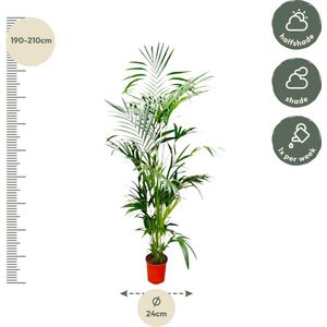Groenblijvende palm Howea Forsteriana - Kentia palm - 200 cm hoog - potmaat ø24