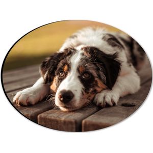 Dibond Ovaal - Liggende Zwart met Witte Hond op Houten Picknicktafel - 28x21 cm Foto op Ovaal (Met Ophangsysteem)